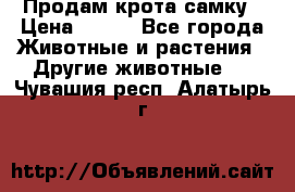 Продам крота самку › Цена ­ 200 - Все города Животные и растения » Другие животные   . Чувашия респ.,Алатырь г.